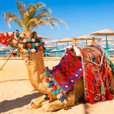 hurghada 1600 hurghada 1600